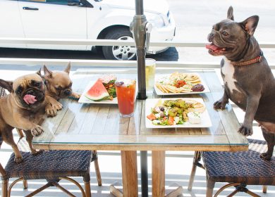Los perros son buenos amigos, no hacen preguntas y tampoco critican