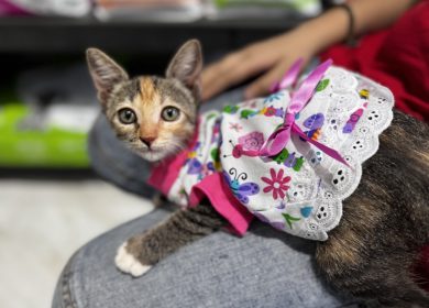De noche, todos los gatos son pardos… ¿Y de día?  Día Internacional del Gato, 8 de agosto