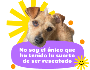 Un lomito que busca hogar